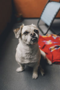 Portrait of dog sitting on floor