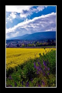 View of yellow flowers growing in field