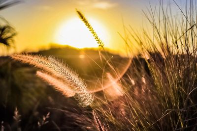 Close-up of stalks in field against sunset