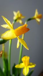 Close-up of yellow flowers blooming outdoors