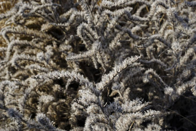 Full frame shot of plants during winter