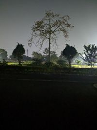 tree
