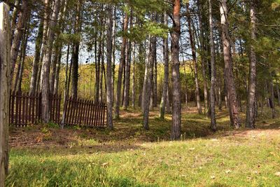 Trees in forest