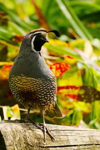 Male quail perching on fencing.