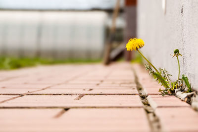 Close-up of yellow flowering plants on footpath
