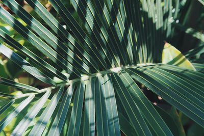 Low angle view of fresh green leaves