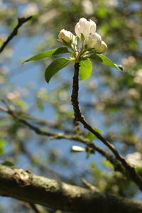 Close-up of flowers on branch