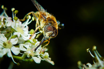 Close-up of insect on flower at night
