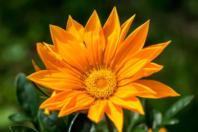 Close-up of yellow flower
