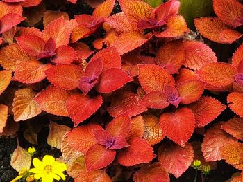 Full frame shot of flowering plants