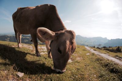 Cow grazing on field against sky