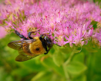 Close-up of bee on purple flower