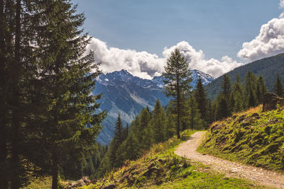 Scenic view of pine trees against sky