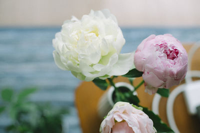 Close-up of peonies with a blue background