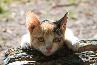 Close-up portrait of cat