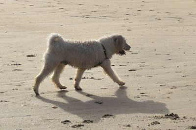 Side view of dog walking on sand