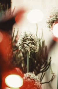 Close-up of white flowering plant