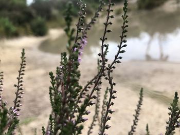 Close-up of purple flowering plants on field