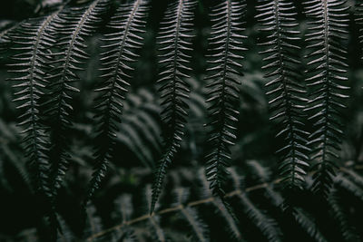 Full frame shot of spider web