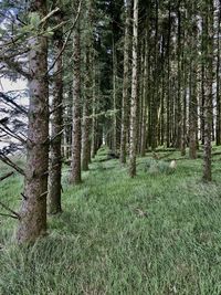 Trees growing in forest