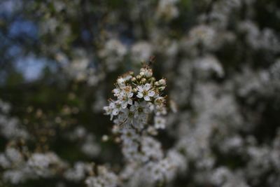 Close-up of flowers