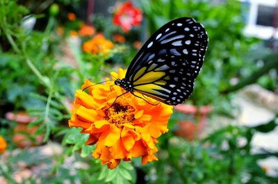 Close-up of butterfly on yellow flower