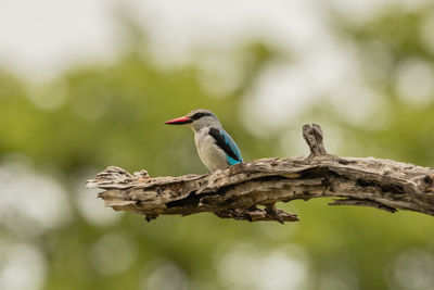 Close-up of bird perching on branch