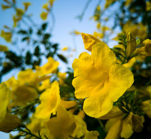 Close-up of yellow flowering plant