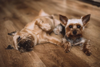 Portrait of dog lying down on wooden floor