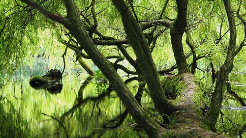 Fallen tree in a pond in the forest