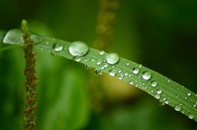 Close-up of water drops on leaves during rainy season