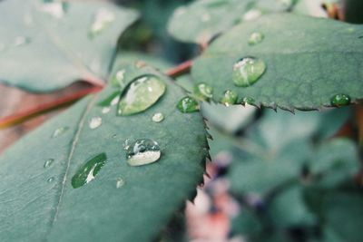 Close-up of water drops on leaf