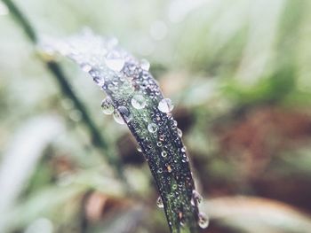 Close-up of wet fly on leaf