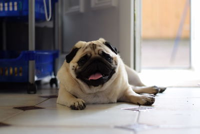 Pug lying on tiled floor at home