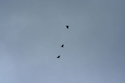 Low angle view of birds flying in the sky