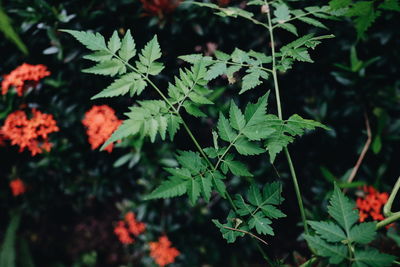 Close-up of fresh green plant