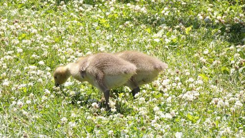 Goslings  twins