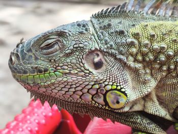 lizard