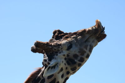 Low angle view of giraffe against clear blue sky