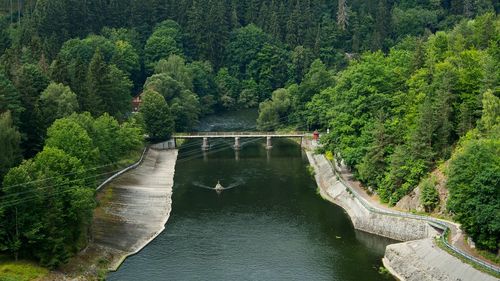 Bridge over river amidst trees in forest