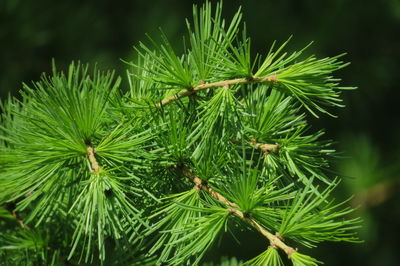 Close-up of larch tree