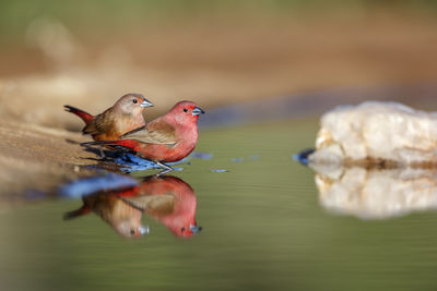 Close-up of bird perching on lake