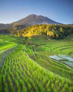 Rice terraces and mountains