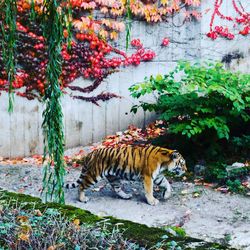 Cat in a park