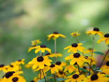 Close-up of yellow flowering plant