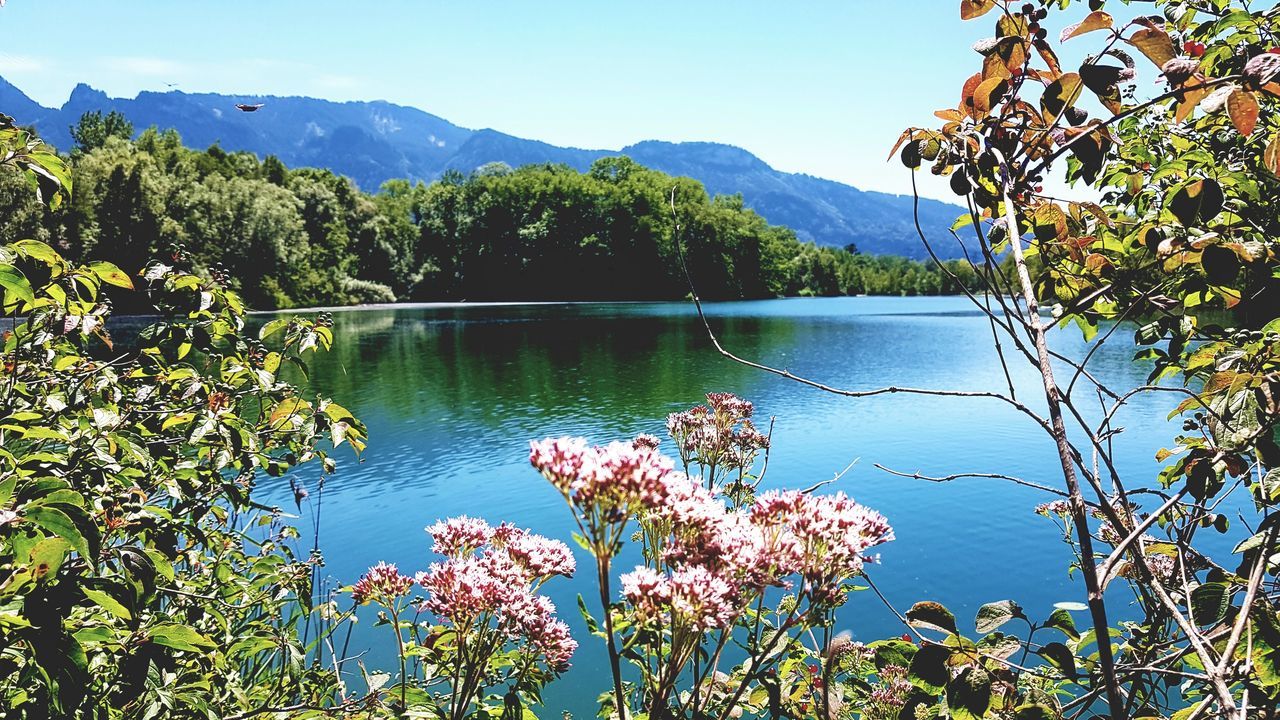 plant, water, beauty in nature, lake, scenics - nature, nature, mountain, tree, tranquility, tranquil scene, sky, flower, no people, flowering plant, day, mountain range, landscape, environment, blue, idyllic, growth, non-urban scene, land, outdoors, travel destinations, reflection, body of water, freshness, sunlight, forest, wilderness, autumn, travel, leaf, clear sky