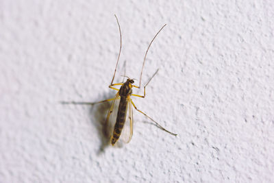 Close-up of insect on wall