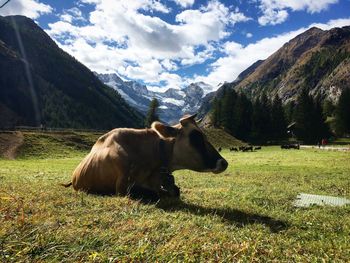 Cow sitting on grassy field against mountains and cloudy sky