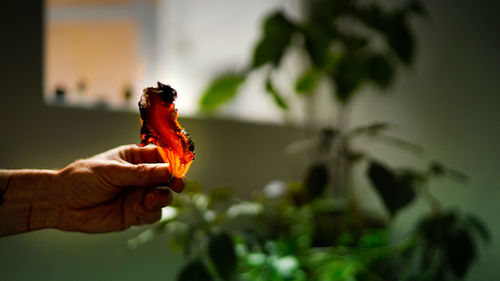 Close-up of hand holding leaf