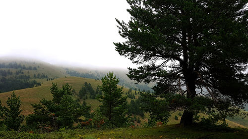 Trees on landscape against sky